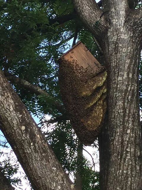 Huge beehive in and outside a bird box in Peachester image: Brymac Native Bees