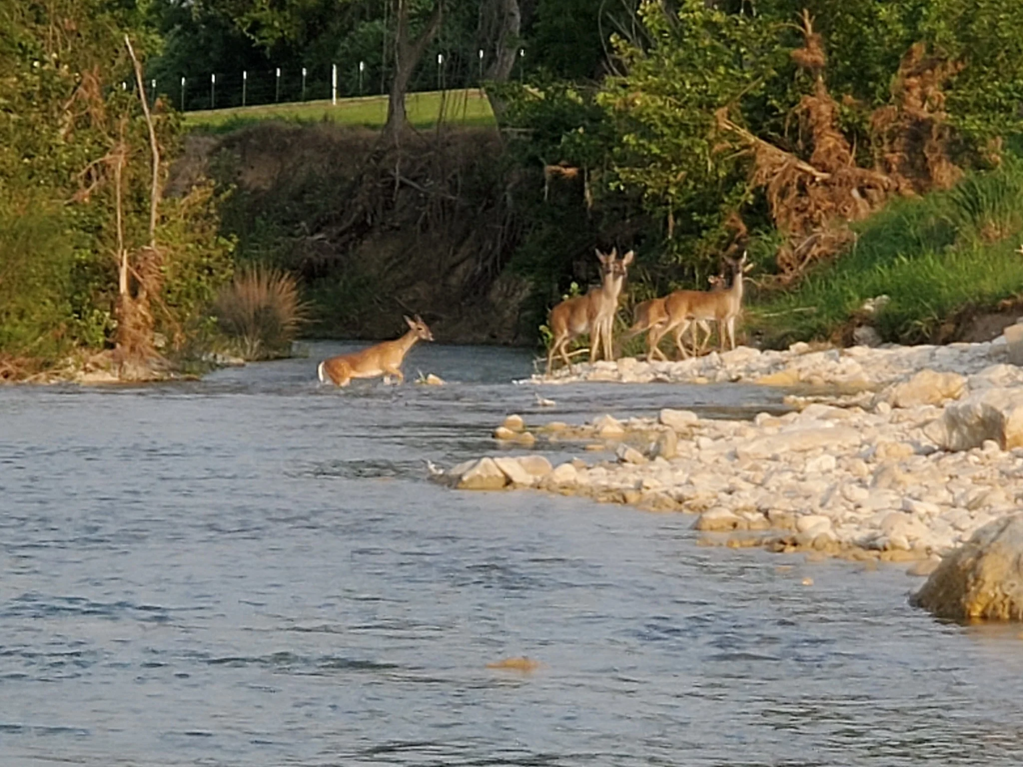deerinriver.JPG