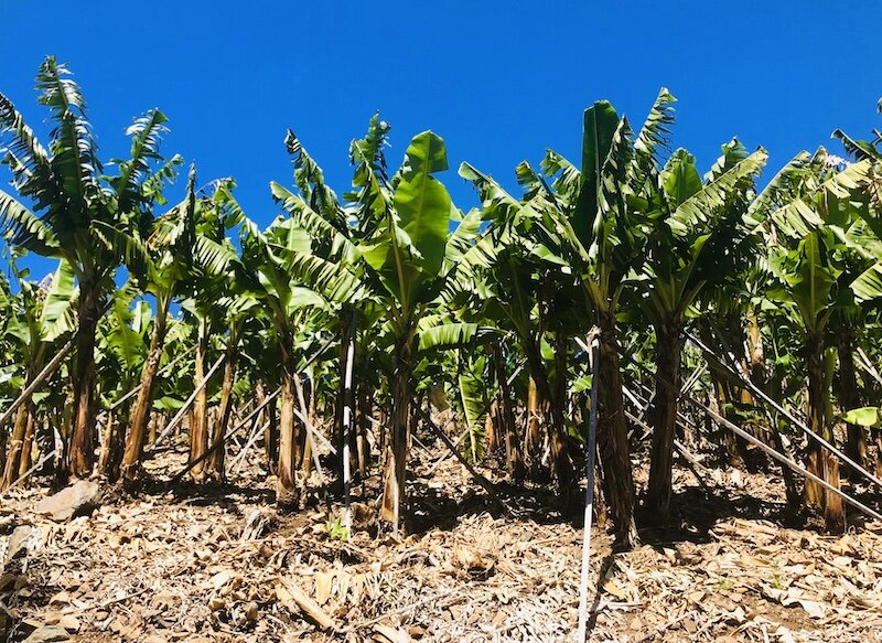 banana-plantation.jpg