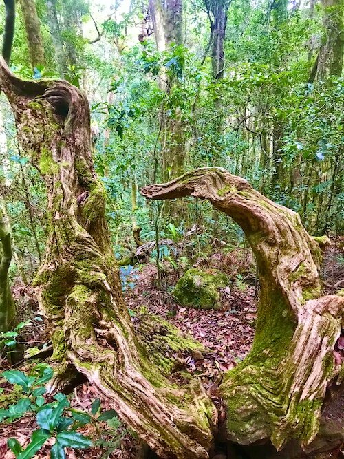 twisted-rainforest.JPG