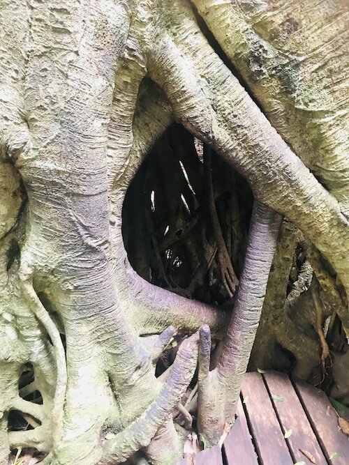 tree-trunk.jpg