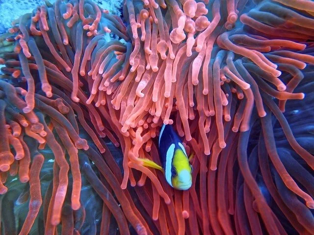 photo-of-a-fish-on-corals.jpg