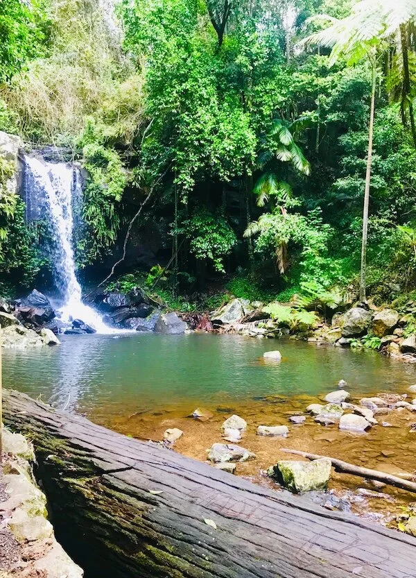 Curtis Falls - Mt Tamborine