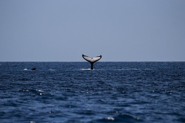whale.tail.jpg