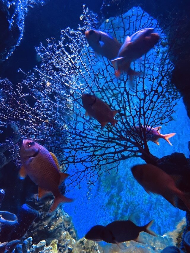 aquarium2 copy.jpg