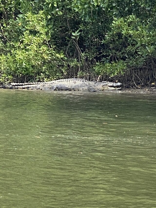 crocsighting.jpg