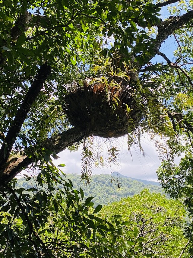 hanging-birds-nest-daintree-forest.jpg