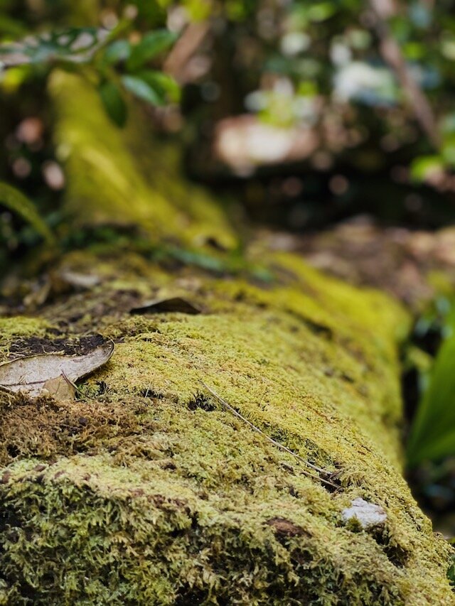 moss-covered-log-daintree-forest.jpg