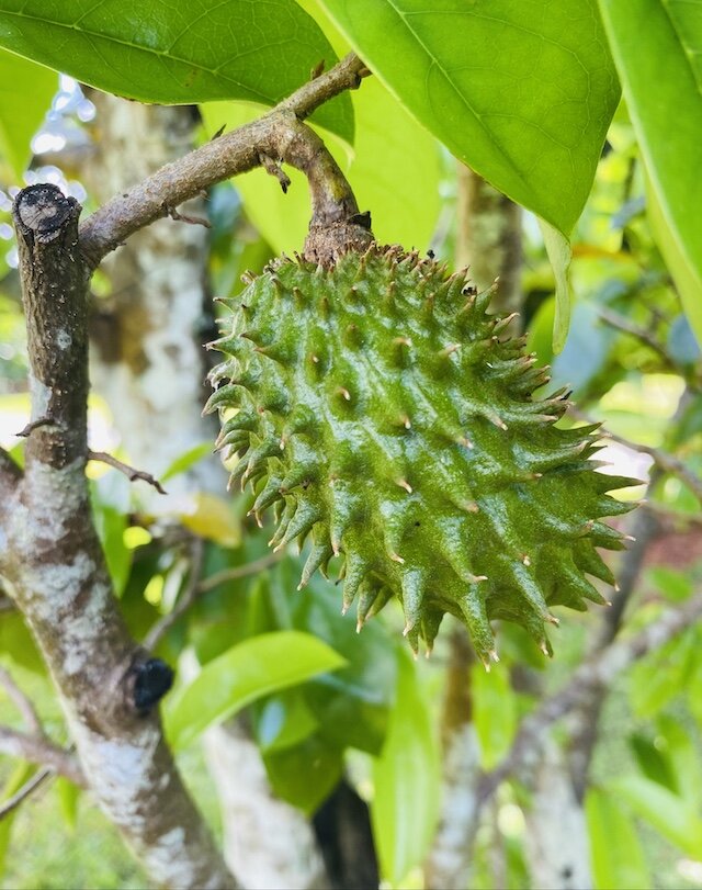 fruit-at-daintree-icecream-orchard.jpg