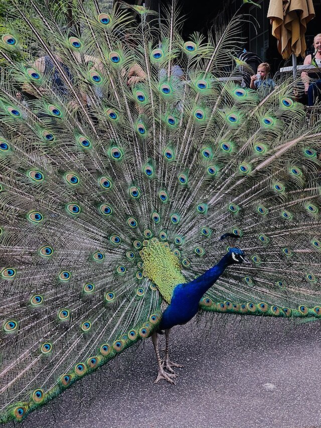 peacock-in-flume.jpg