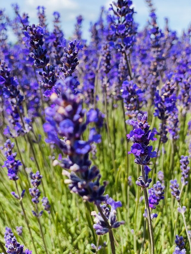 lavender-up-close.jpg