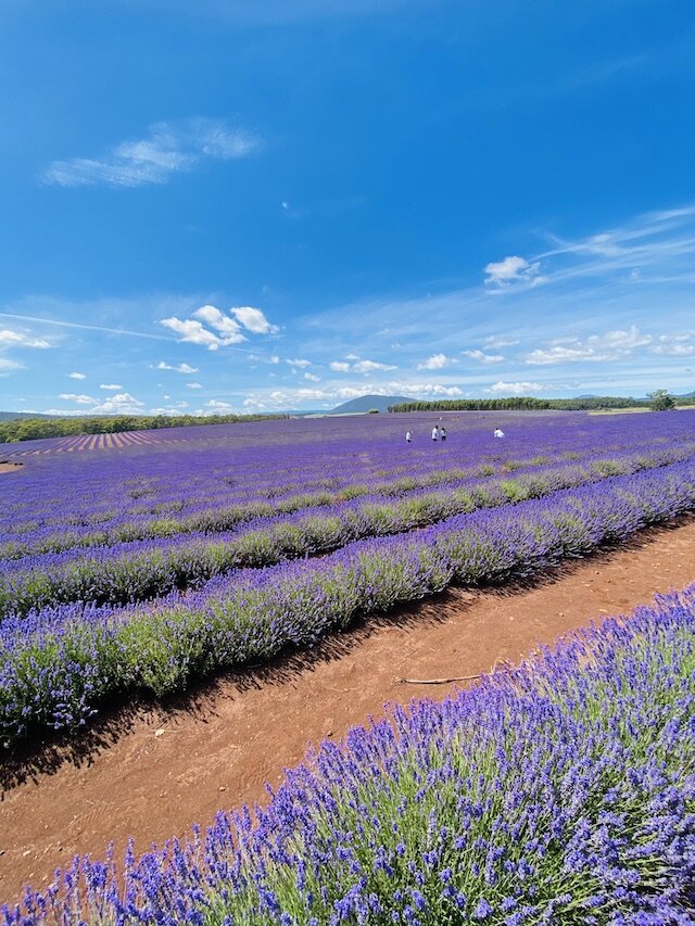 fields-of-lavender.jpg