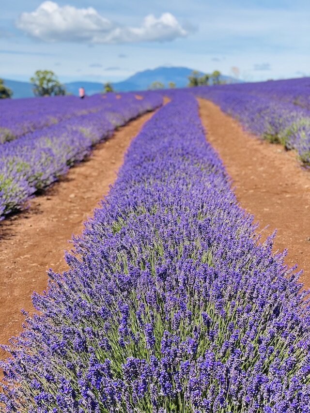 rows-of-lavender.jpg