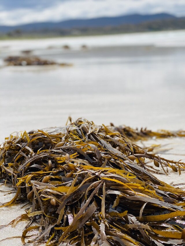 seaweed-on-beach.jpg