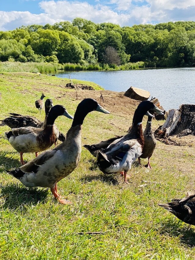 ducks-on-deloraine.jpg