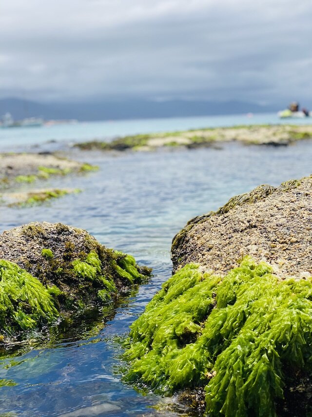 seaweed-bicheno.jpg