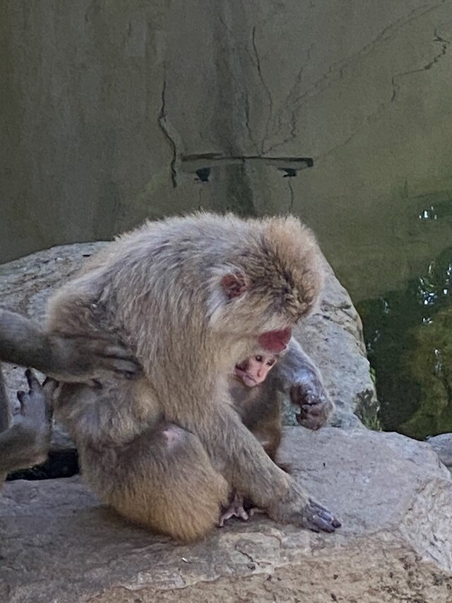 monkey-and-baby.jpg