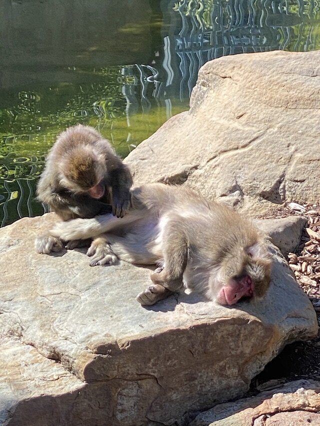 monkeys-caring-for-each-other.jpg