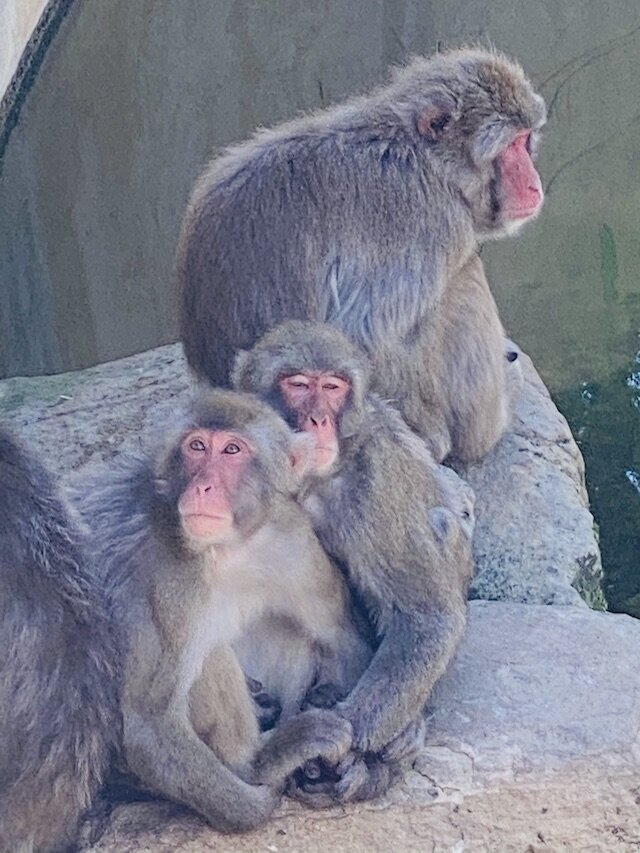 monkeys-royal-park.jpg