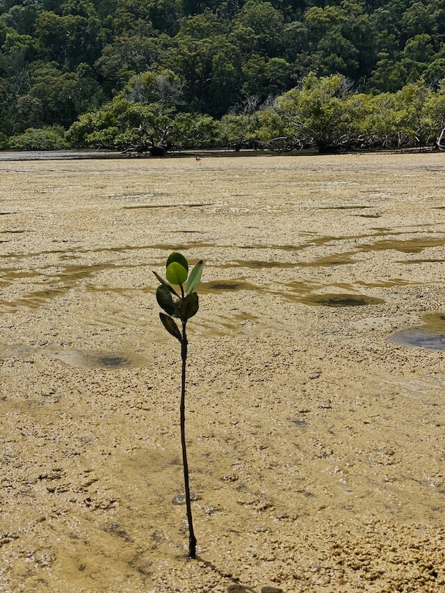 palnt-in-the-mangroves.jpg