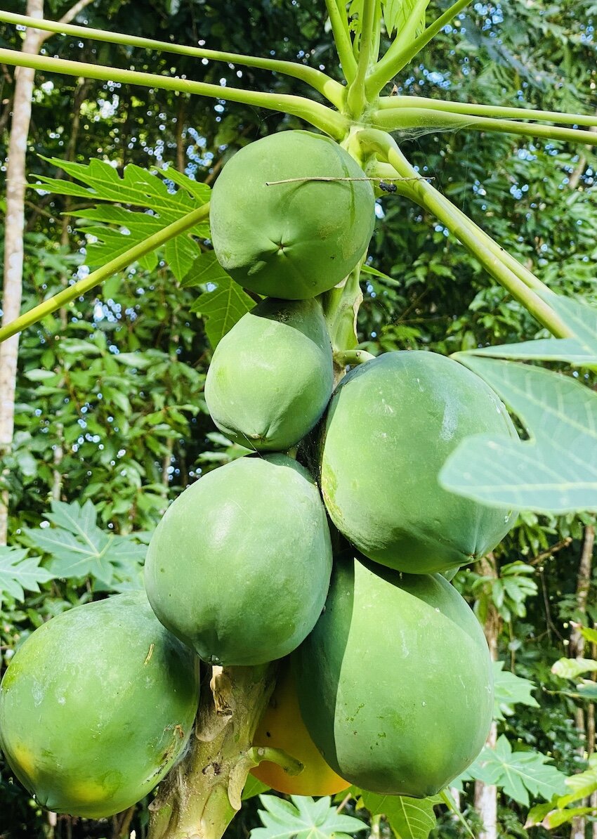 green-fruit.jpg