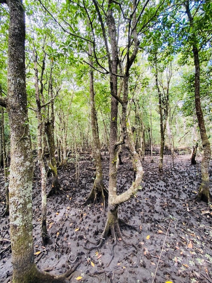 coastal-mangroves.jpg