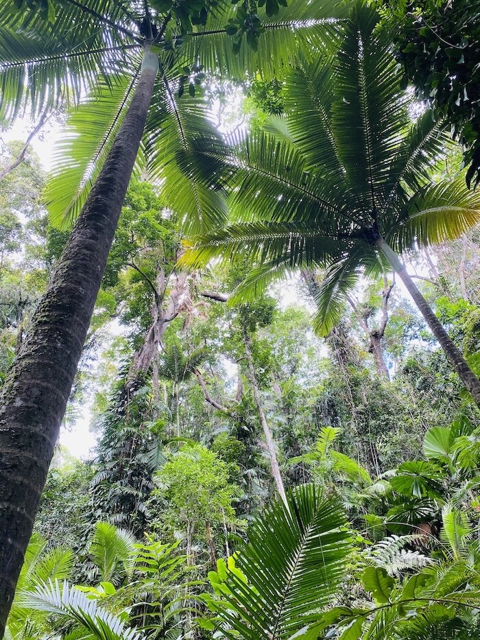 towering-palms.jpg