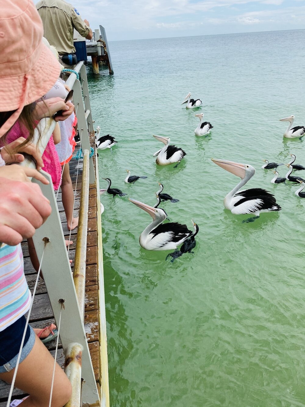 pelican-feeding.jpg