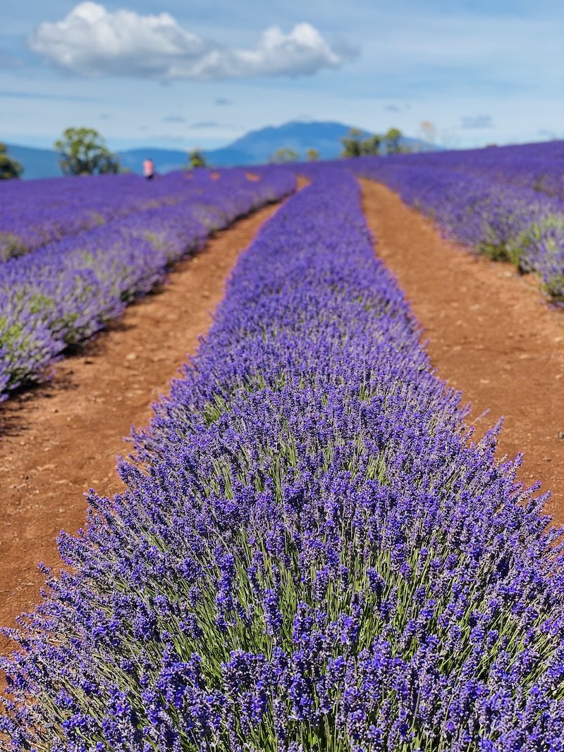 rows-of-lavendar.jpg