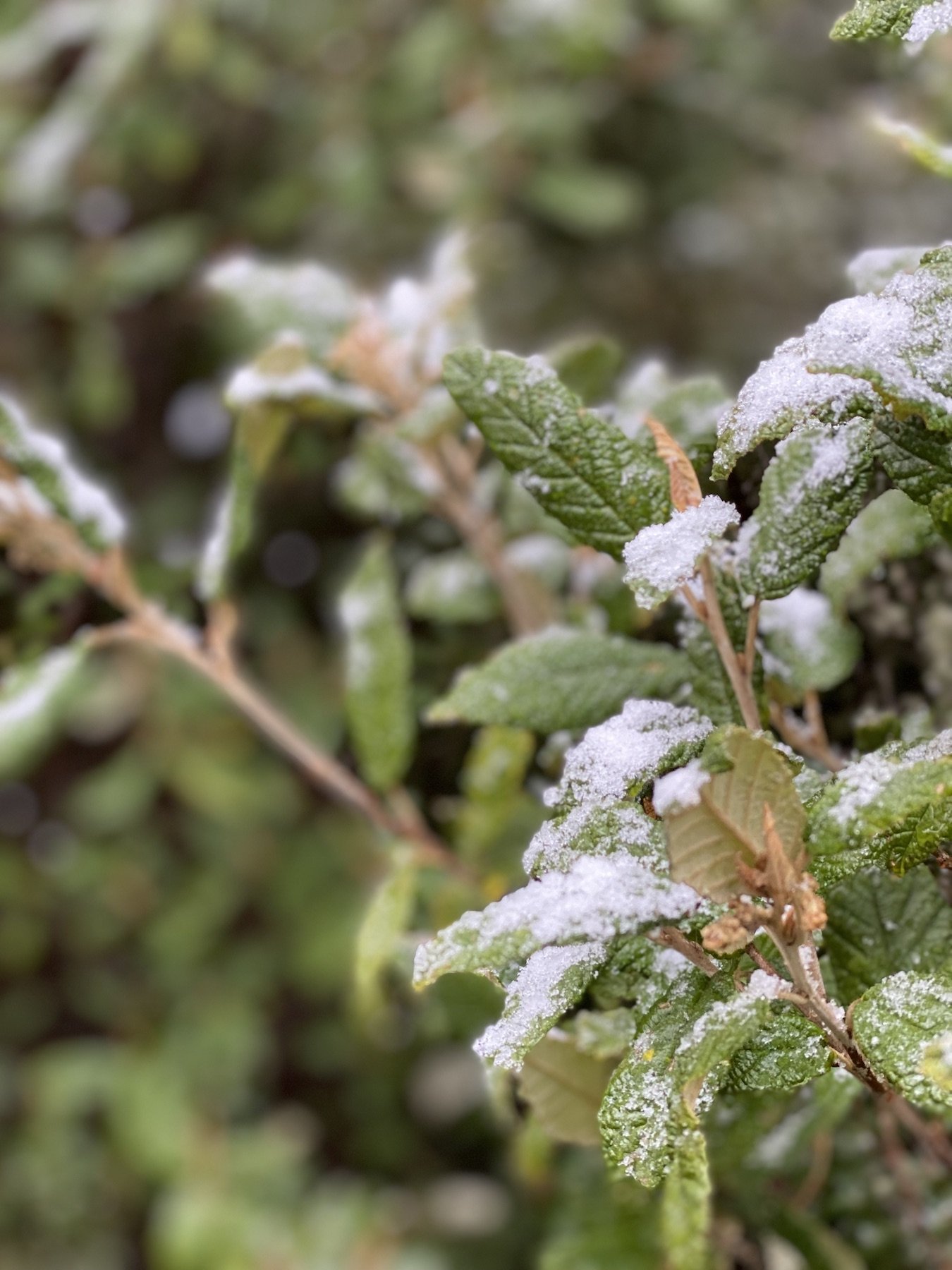 snow-on-leaves.jpg