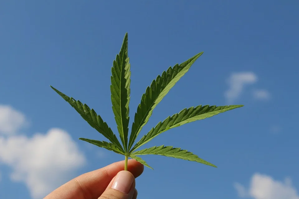hemp1.jpg