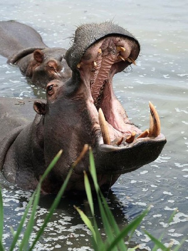Not only do most mammals, including herbivores, have canine teeth; but the largest canine teeth of any land mammal belong to a true herbivore: the hippopotamus. Hippos are extremely territorial and aggressive; their sword-like canines, which can reach a terrifying sixteen inches in length, are used for combat and play no role in feeding. The hippo’s diet consists of grass, on which it grazes at dusk.