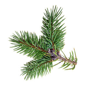 pine needles