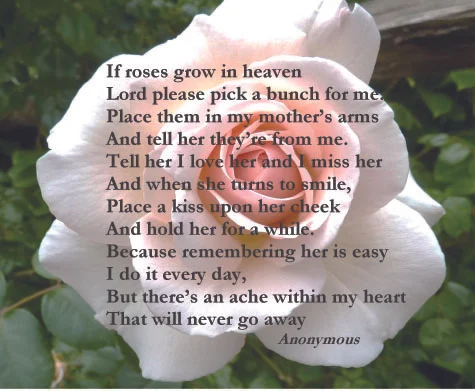 if roses grow.jpg