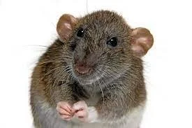 En hemsk historia…