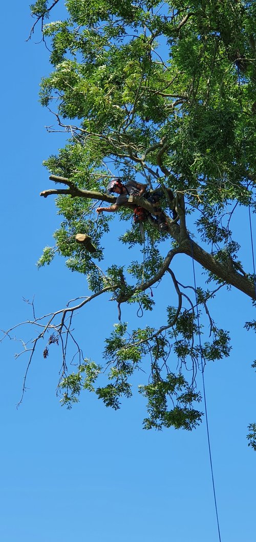 Tree Surgery