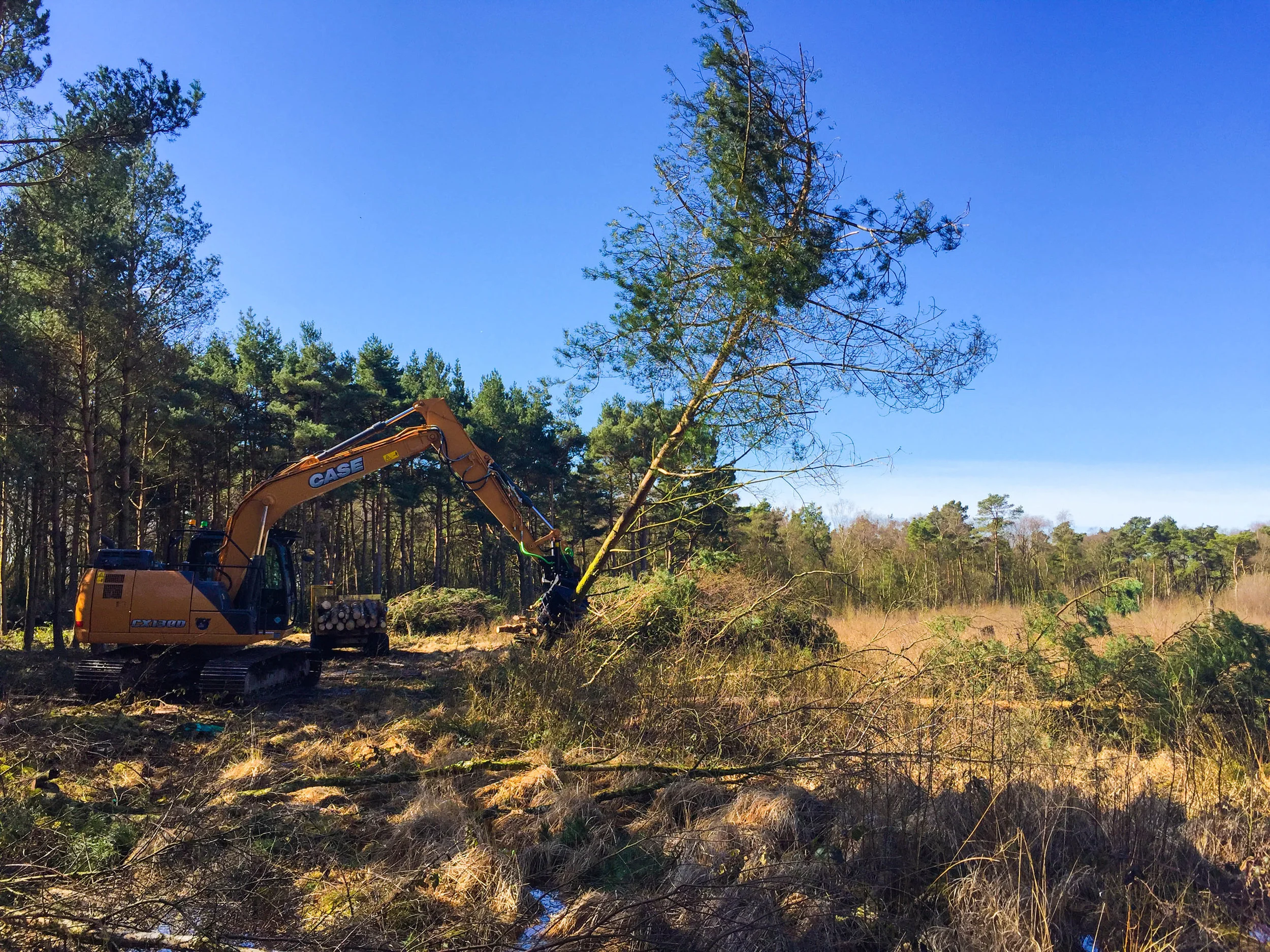 Arboriculture