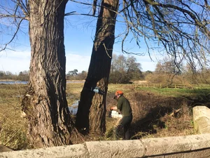 Arboriculture