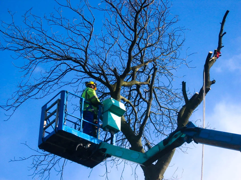Horse chestnut removal - Hankelow 011.jpg