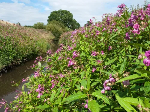 Specialist vegetation management