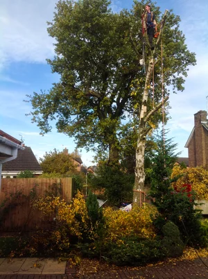 Tree Surgery