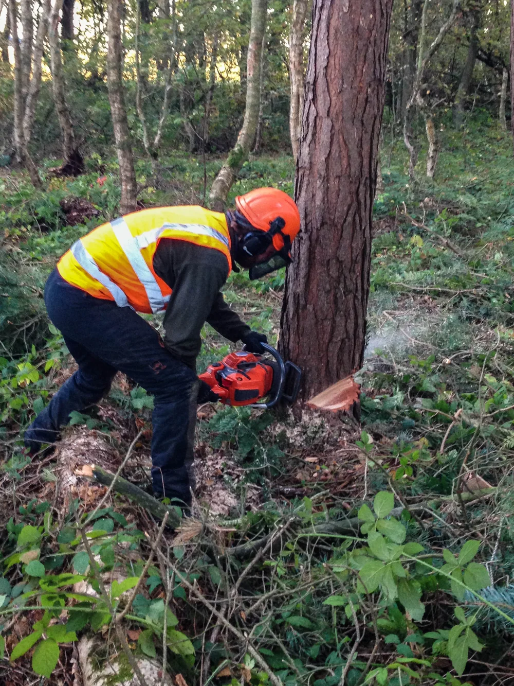 Tree Surgery