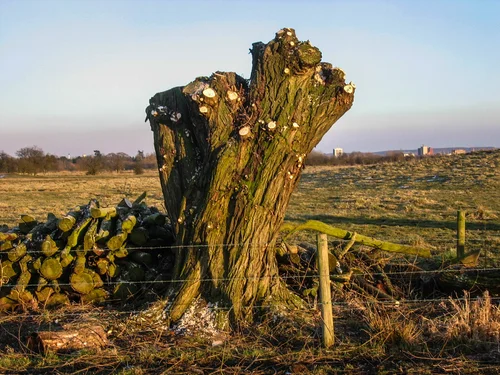 Tree Surgery