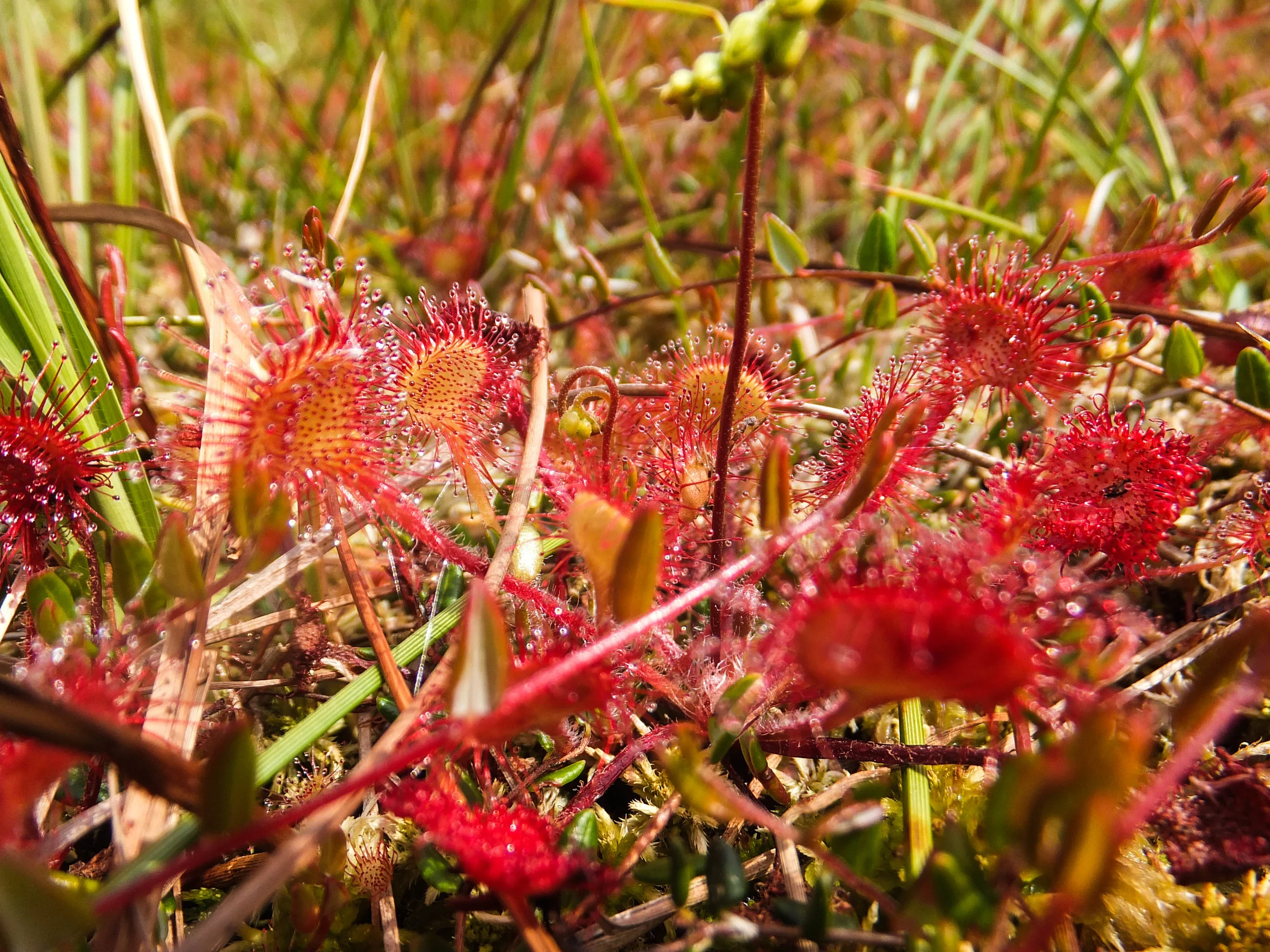 Peatland Restoration