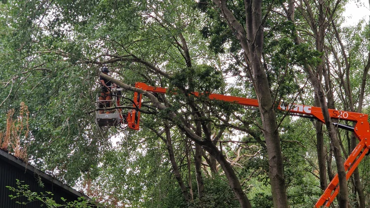 RTS Countryside tree surgery