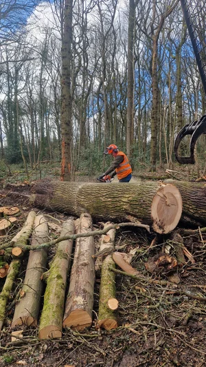 Tree Surgery
