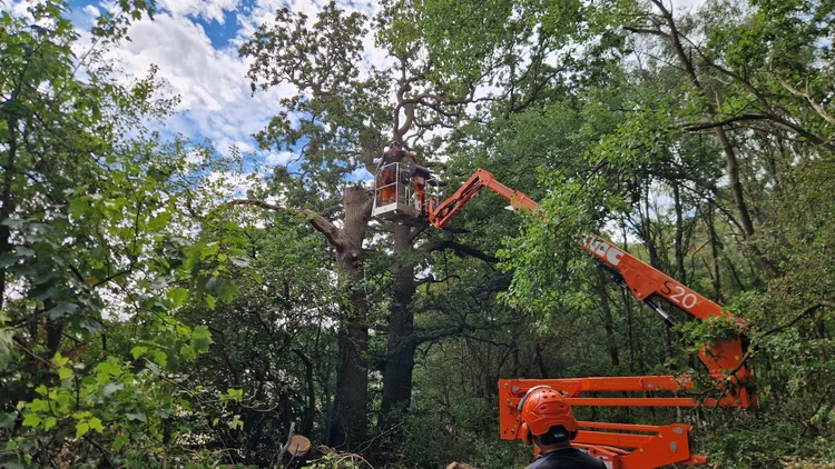 RTS Countryside tree surgery