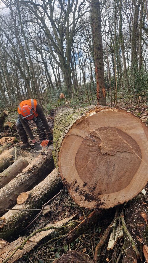 RTS Countryside Woodland Management