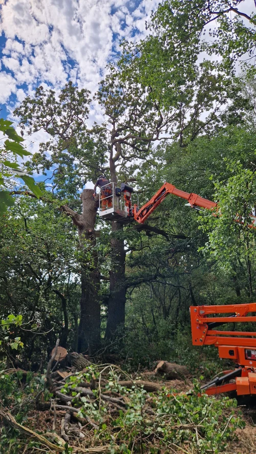 Tree Surgery