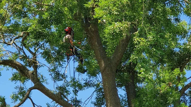 Arboriculture